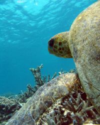 Big, old Green Turtle. Ningaloo Reef, Western Australia by Penny Murphy 